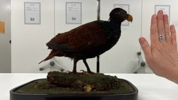 Yapay Zekâ, Yok Olmanın Eşiğindeki Bir Kuş Türünü Kurtarmaya Yardımcı Oluyor!