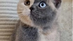 "Zıt yönlü ve yüklü ikili kiral(chiral) ayna görüntüsü asimetrik yapılaşma" canlı -cansız herşey  ve varoluş için geçerli olmalı