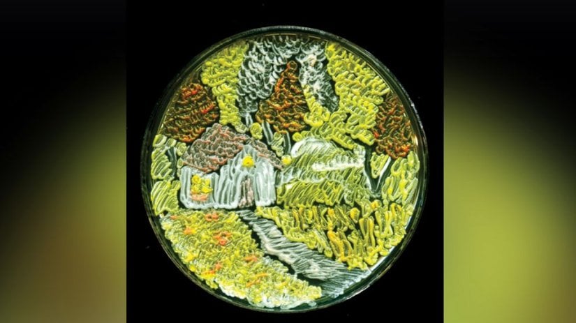 Harvest Season (Hasat Zamanı)