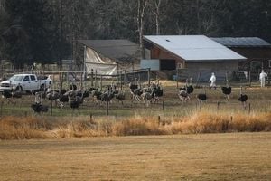 Ostrich Cull In British Columbia Sparks Outcry And Debate