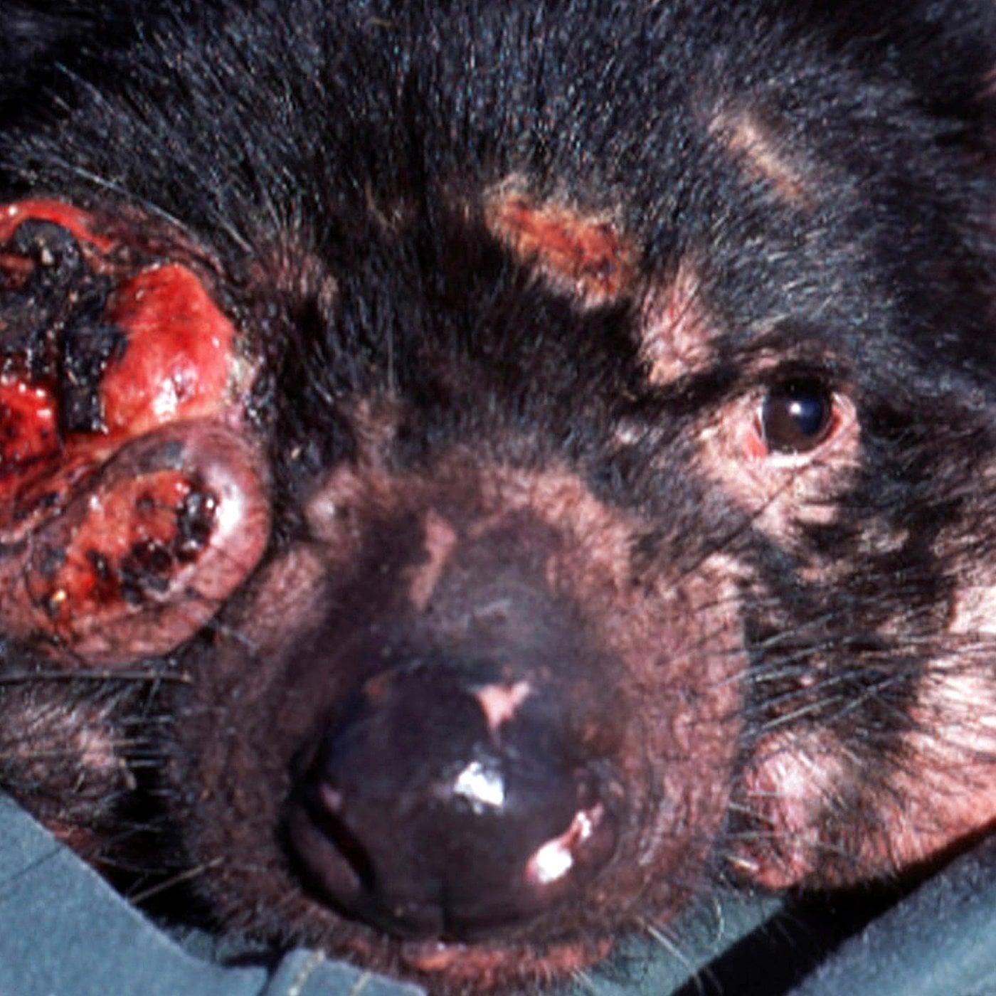 Evrim Ağacı ile Bilime Dair Her Şey!