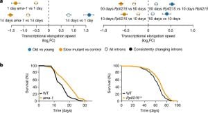 Research Discovers Age-Dependent Increase In Translational Errors