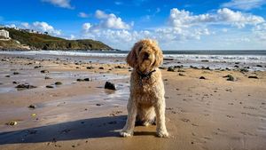 Wales Considers Dog-Free Zones To Address Racism Claims