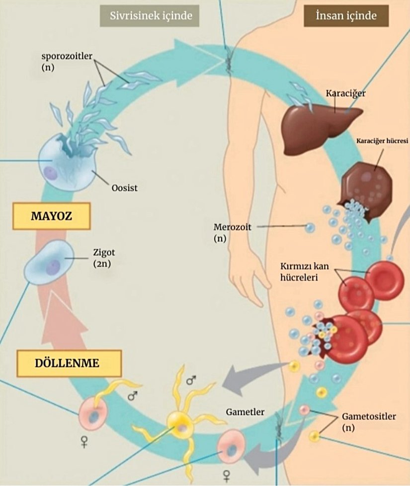 Şekil 26. Plazmodium'un yaşam döngüsü. Parazit, eritrosit imhasına yol açar.