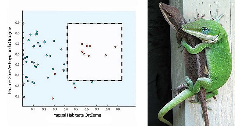Görsel 2. Bimini Adası'nda yaşayan Anolis kertenkelesinin yaşam alanı ve av büyüklüğü çiftindeki benzerliği. Aynı türe ait olmayan (türler arası) grup çiftleri bu iki eksende büyük oranda örtüşme göstermezler (çizgili kutunun içerisinde farklı tür çiftleri yoktur). Görsel Schoener 1974 çalışmasından uyarlanmıştır.