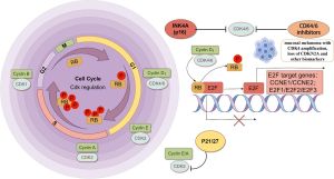 Cancer Cell Cycle Diversity Influences CDK2 Drug Sensitivity