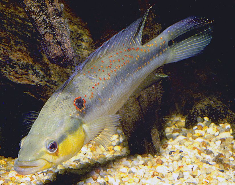 Crenicichla alta