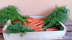 Ispica Carrot Harvest Promises Bountiful Season