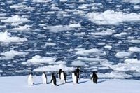 In Antarctica, photos show a remote area teeming with life amid growing risks from climate change | Chattanooga Times Free Press