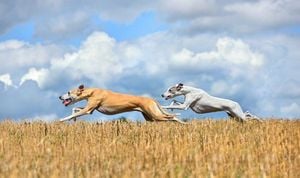 New Zealand Moves To Ban Greyhound Racing Amid Animal Welfare Concerns