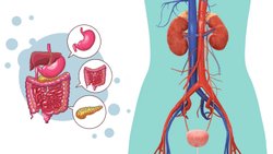 Boşaltım Sistemi Nedir? Boşaltım Sistemindeki Yapı ve Organların Görevleri Nelerdir?