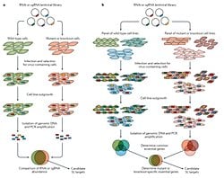 CRISPR yöntemiyle ilgili bu şekil ne anlatıyor?