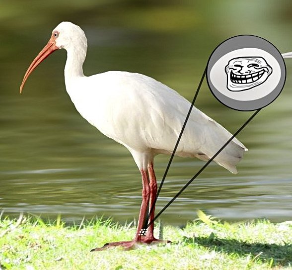 balıkçıl kuşun ayağına takılan yumurtalar