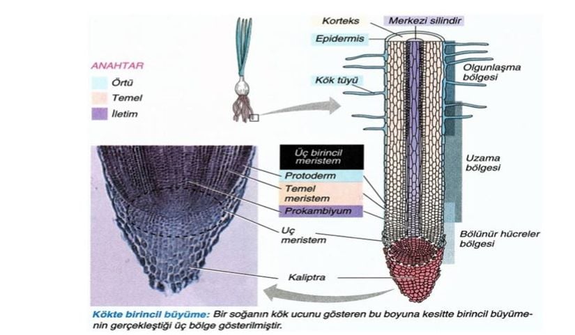 Kökün Primer Yapısı.