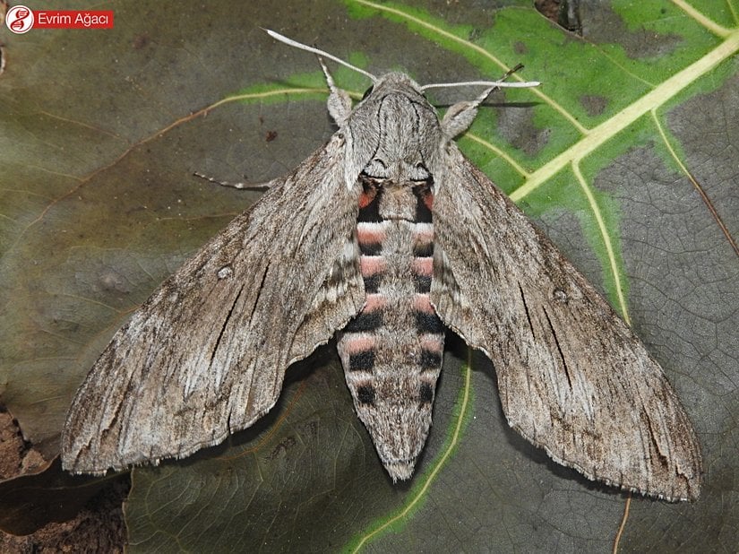 Abdomende (karın) bulunan siyah ve pembe bantlar kolayca gözüküyor.