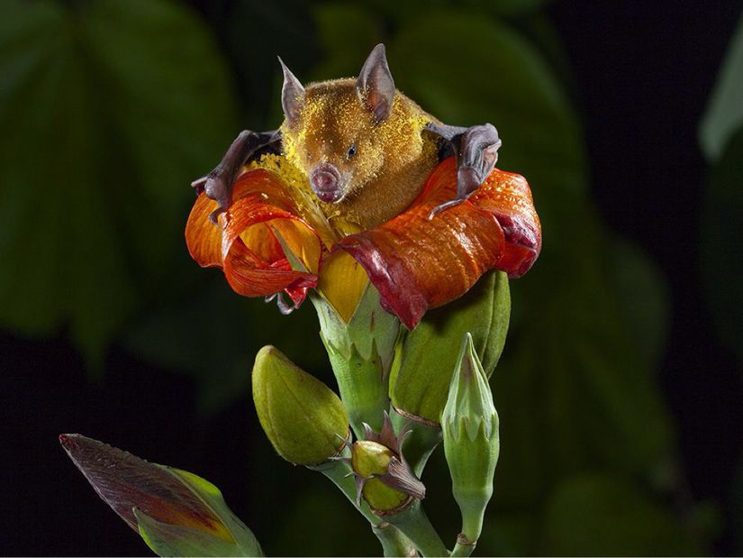 Fotoğrafta polene bulanmış, Phyllonycteris poeyi türü bir polenli yaldızlı yarasa görülüyor. İçerisinde bulunduğu bitki ise Talipariti elatum türü bir Mavi Maho Ağacı'nın çiçeği... Postu sayesinde bol miktarda polen taşıyabiliyor, bu sayede bitkinin üremesini sağlıyor. Bunun karşılığındaysa besleyici bitki özüyle ve meyvelerle beslenebiliyor. Bu yarasa doğu Küba'da yaşıyor. Tür, genelde 1 milyon bireyin bir arada bulunduğu sürüler halinde geziyor!