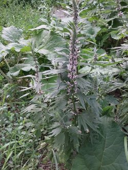 Görseldeki bitki hangi familyadandır?