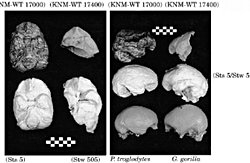 İnsansılar'ın (Hominidae) Beyinlerine Genel Bir Bakış