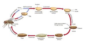 Nutrient Status Influences Development Through Mitochondrial Dynamics