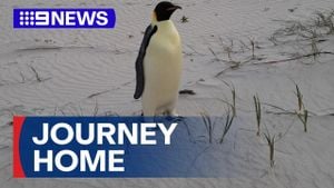 Gus The Emperor Penguin Returns To Southern Ocean