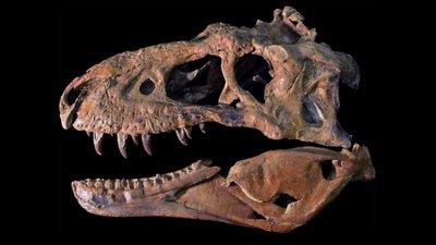 Omurgalı Hayvanlarda Kafatası Tipleri: Anapsid, Diapsid, Synapsid, Euryapsid Nedir?