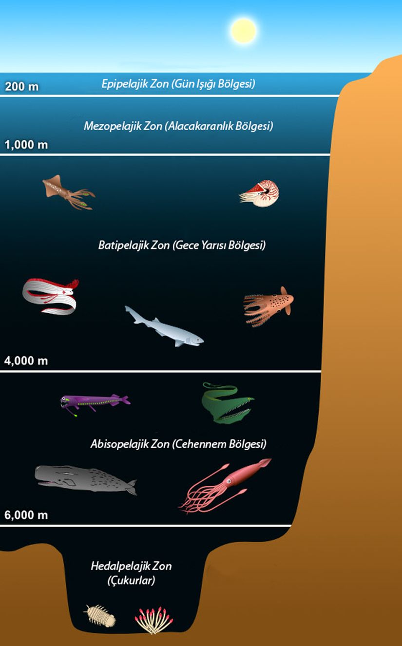 Işığın erişme miktarına göre okyanus katmanları