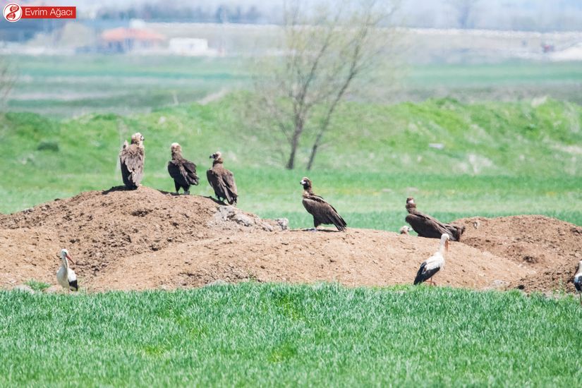 Yere inmiş bir grup kara akbaba ve leylek, Bolu/Dörtdivan.