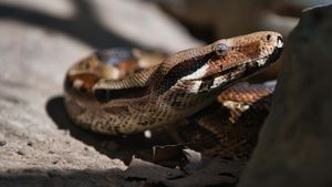 Man Discovers 102 Venomous Snakes Hidden In Backyard