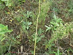 Çok Yıllık İstilacı Bitkiler Restorasyon Çabalarını Boşa Çıkarıyor!