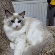 Gökçe Ada Damgacı