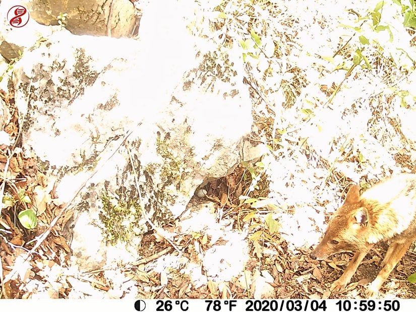 Zonguldak/Esenköy'de kurduğumuz fotokapan ile görüntülenen bir yetişkin. Postu ile kamufle olabildiğinden belirtelim ki görüntü sağ alt tarafta.