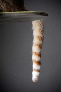 Bazı canlıların kuyrukları neden çizgilidir?