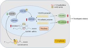 KAT6B Overexpression Fully Rescues KAT6A Deficiency