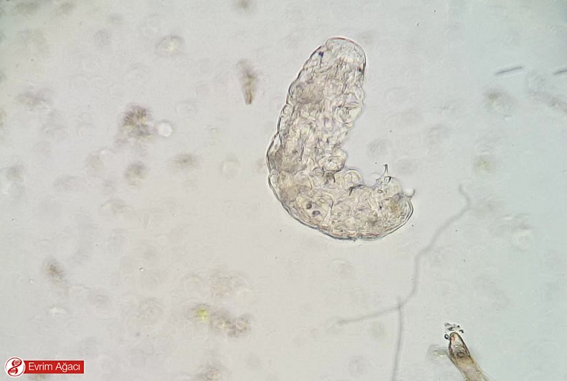 Abant Gölü'nden başka bir örnek.