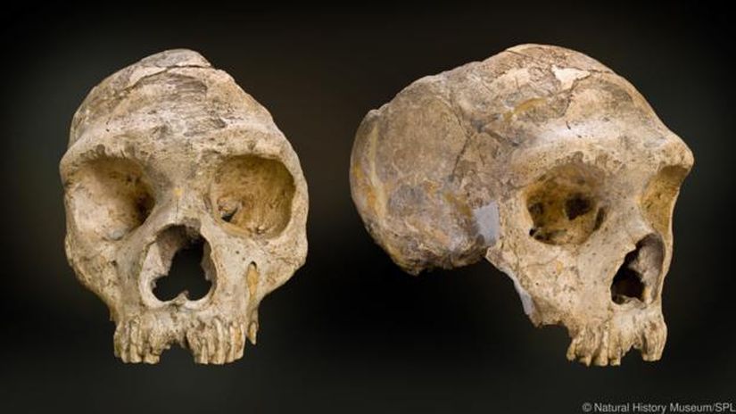 Cebelitarık, Neanderthallerin son eviydi.