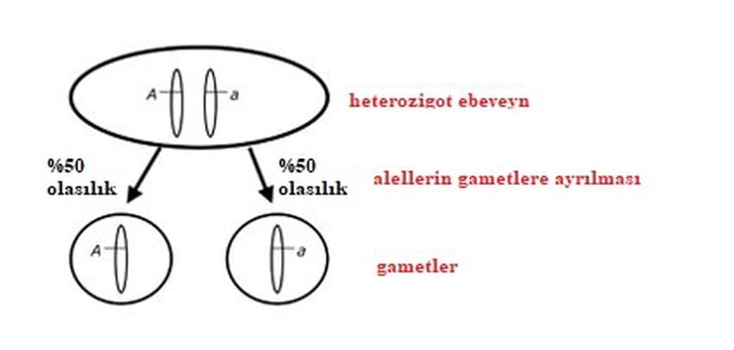 Görsel 1. Mendel’in Ayrılma Yasası