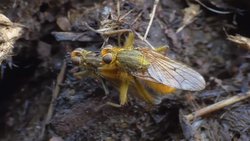 Sperm depolayabilen sinekler nasıl ortam şartlarına en uygun spermleri seçiyor?