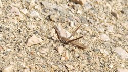 Çin çekirgesi (Acrida Cinerea)