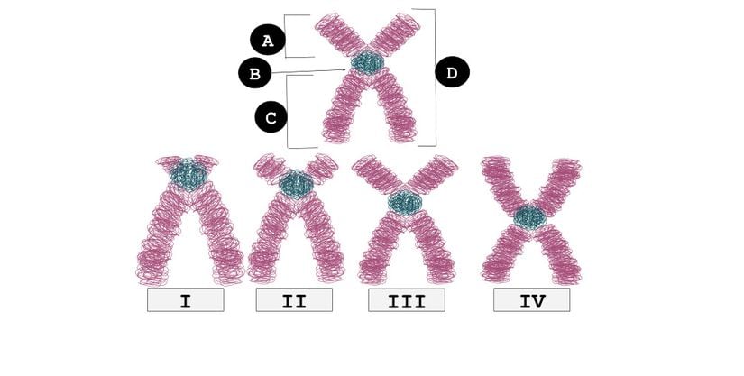 Kısa kollar (A), sentromerler (B), uzun kollar (C) ve kardeş kromatitler (D).