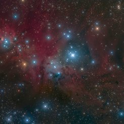  Fox Fur, Unicorn, and Christmas Tree 