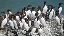 2016'da Okyanusta Yaşanan Sıcak Hava Dalgası, 4 Milyon Deniz Kuşunun Ölümüne Neden Oldu!