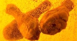 Kızarmış Yağ Neden Patlar?