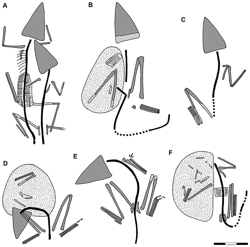 Bulunan 7 Scleromochlus fosilinin çizimleri.