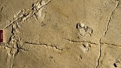 Girit'te Keşfedilen Fosilleşmiş Ayak İzleri, İnsan Evrimine Dair Yeni Bulgular Sunuyor!