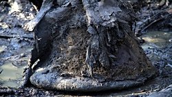 52.000 Yıllık Yünlü Mamutun 3 Boyutlu DNA Yapısı Oluşturuldu.