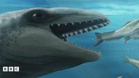 New species of whale discovered on Australia's coast