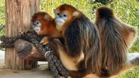 VIDÉO - Découvrez les singes dorés, nouveaux pensionnaires stars du ZooParc de Beauval - ici
