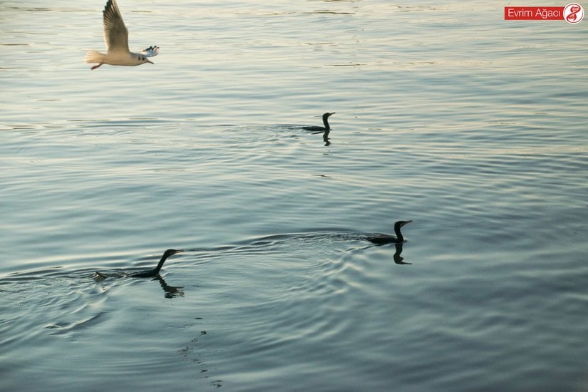 Uçan bir karabaş martı (Chroicocephalus ridibundus) ile 3 birey.