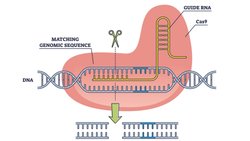 CRISPR-Cas9 ve Genetik Düzenlemenin Etik Sınırları Nelerdir?