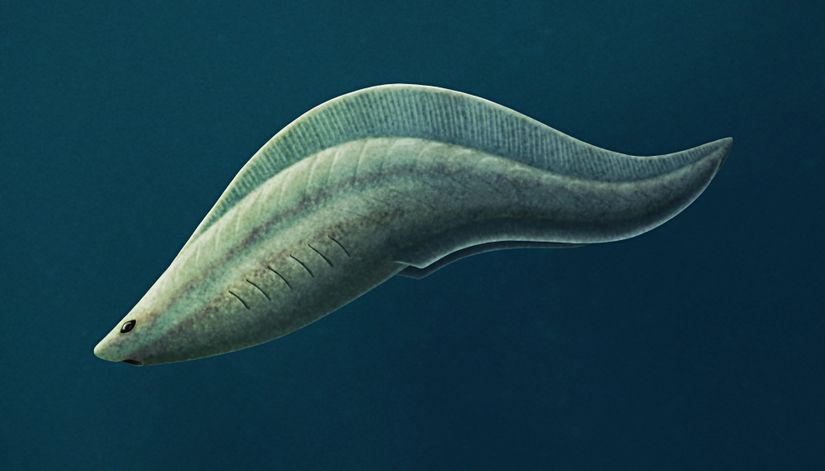 Haikouichthys ercaicunensis